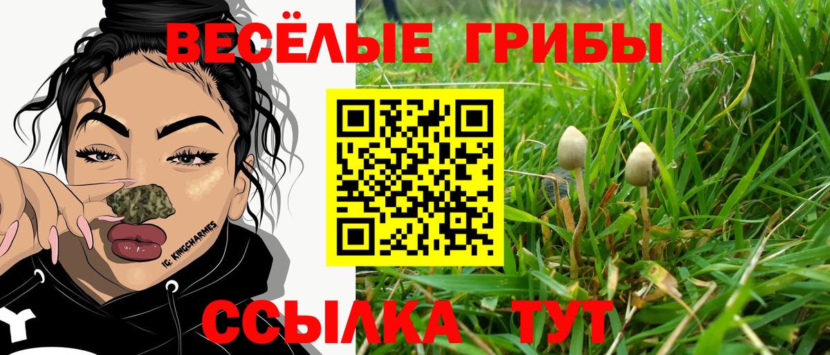 Псилоцибиновые грибы мицелий Ставрополь